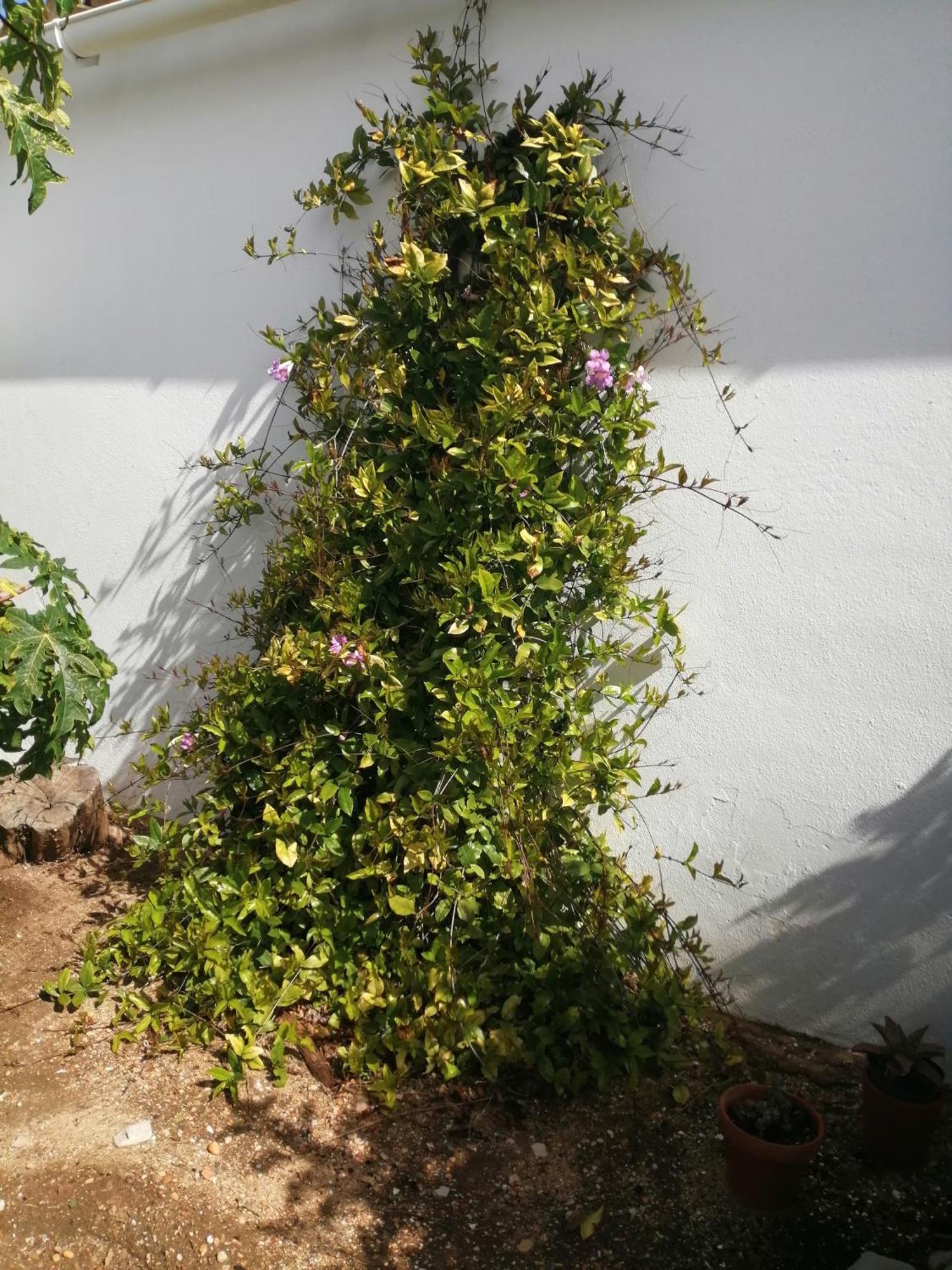 Duas Casas De Ferias Medronhal Faro Em 520 - 2 Εξωτερικό φωτογραφία